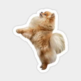 Dog Pomeranian Spitz Magnet