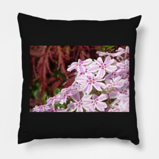 Phlox Subulata Candy Stripe Pillow