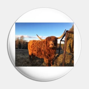 Scottish Highland Cattle Cow 2334 Pin