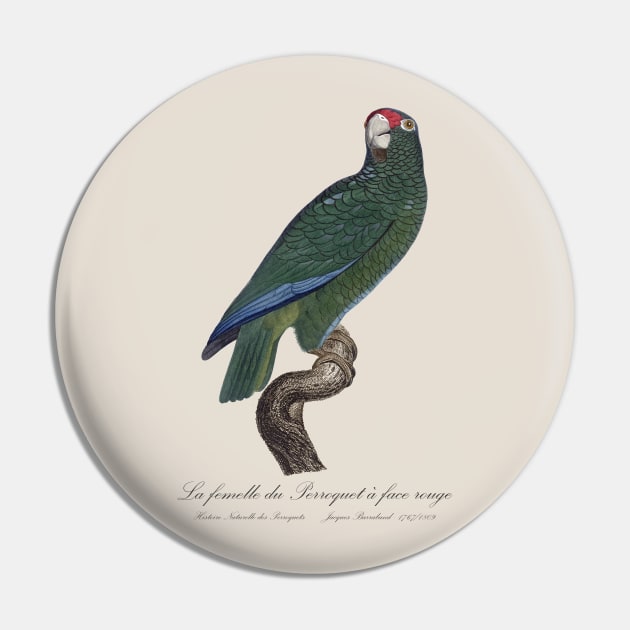 Cuban Amazon Parrot Female / La Femelle du Perroquet a Face Rouge Male - 19th century Jacques Barraband Illustration Pin by SPJE Illustration Photography