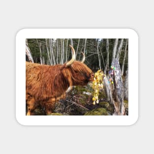 Scottish Highland Cattle Cow and Easter eggs 2349 Magnet