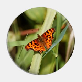 Satyr Comma Butterfly on a Blade of Grass Pin