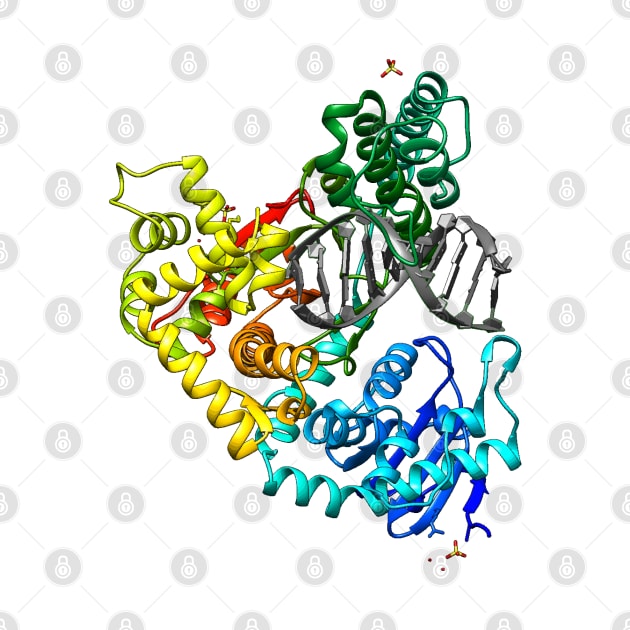 DNA Polymerase Cool Biology Gift (White Background) by Harry Lee