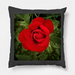 Red Like Roses Pillow