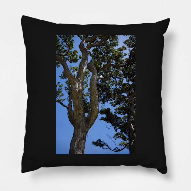 Gnarled Pohutukawa Trees. Pillow by sma1050