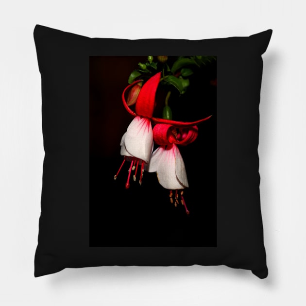 Red & White Fuchsia Pillow by Carole-Anne