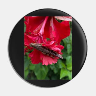 beauty in nature Pin