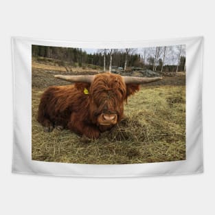 Scottish Highland Cattle Bull 2339 Tapestry