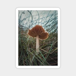 wild mushroom Magnet