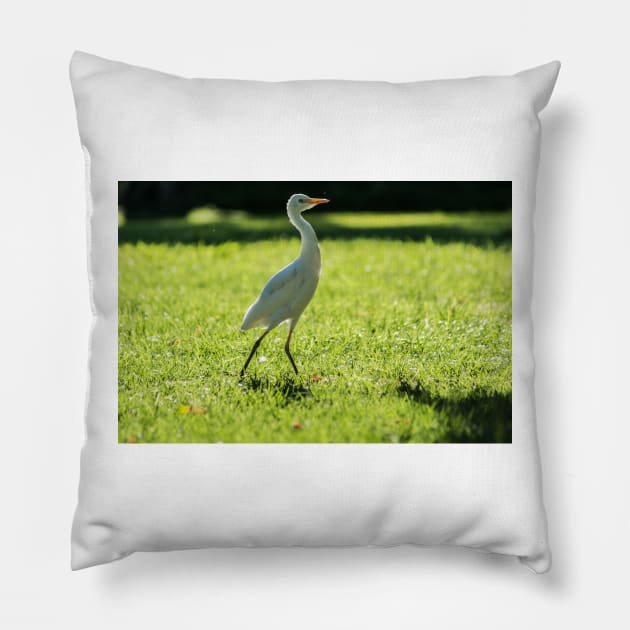 Cattle Egret: Pillow by KensLensDesigns