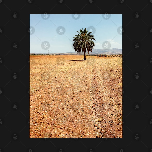 A Palm Tree Standing Alone on Dry Field by visualspectrum