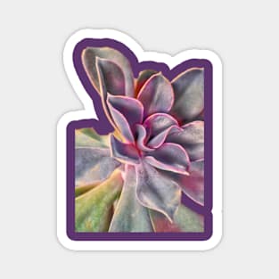 Purple Succulent Magnet