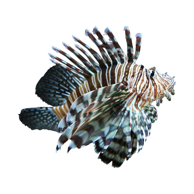 Lion Fish by alsoCAN