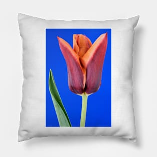 Tulipa  &#39;Slawa&#39;  Triumph Tulip Pillow