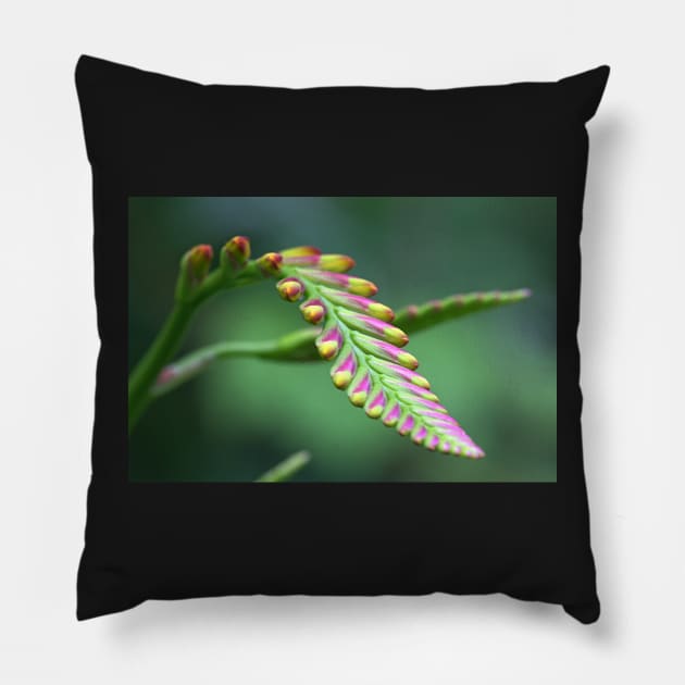 Lily buds Pillow by ikshvaku