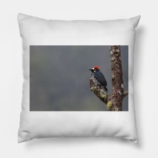 Acorn Woodpecker - Costa Rica Pillow