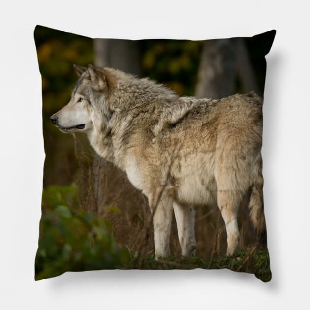 Timber Wolf Pillow by jaydee1400