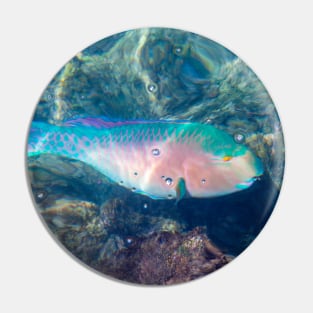 Bluechin Parrotfish in the Galapagos Islands, Ecuador Pin