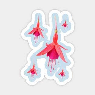 Fuchsia &#39;Pink Fizz&#39; Magnet