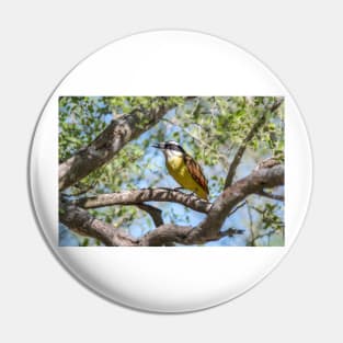 Great Kiskadee in Tree Filtered Light Pin