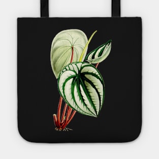 Peperomia argyreia - Curtis' botanical magazine - Botanical Illustration Tote