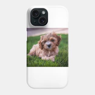 Cute Cavapoo Phone Case