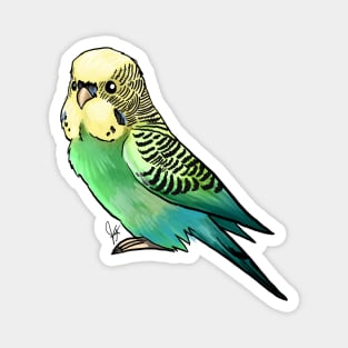 Bird - Budgerigar Parakeet - Green Magnet