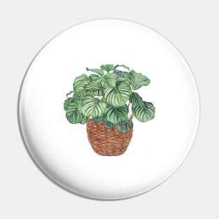 Potted Calathea Orbifolia Plant Pin