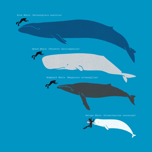 Know Your Whales! by BeanePod