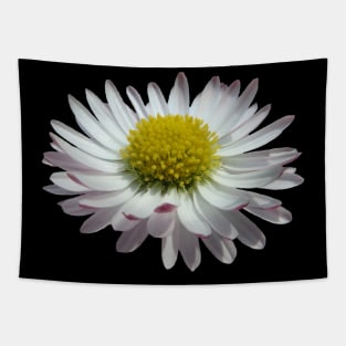 wonderful daisy flower, nature, daisies, Tapestry