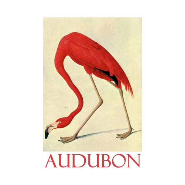 Flamingo by John James Audubon by Naves