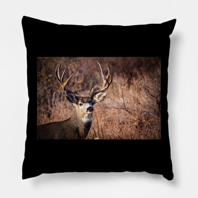 Mule Deer buck Pillow by Todd Graven Photography 