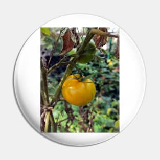 Yellow tomato Pin