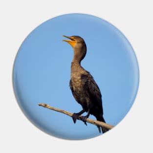 Double-crested Cormorant On a Branch Pin