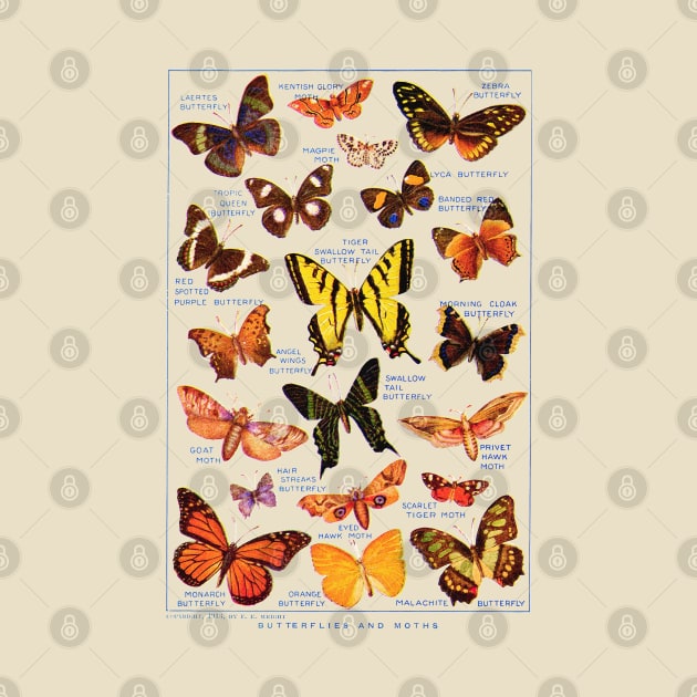 Vintage Butterflies & Moths Book Page Illustration Art by CultOfRomance