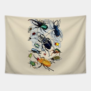 Coleoptera Beetles and Weevils J Mayson Natural Tapestry