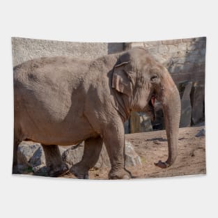 Young Asian Elephant Tapestry