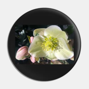 Radiant Heart of the Tender Winter Hellebore Pin