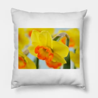 Narcissus  &#39;Bantam&#39;  AGM   Division 2 Large-cupped  Daffodil Pillow