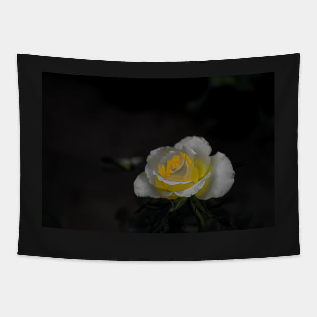 White rose blossom with bright yellow center on black background Tapestry by kall3bu