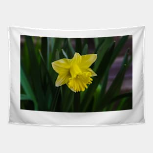 Spring Daffodil 2021 Tapestry