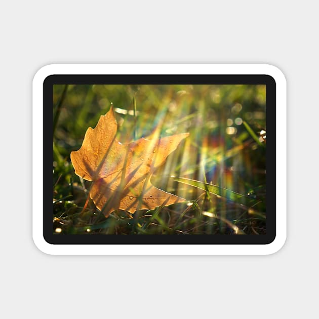 Yellow Maple Leaf in the Grass Magnet by 1Redbublppasswo