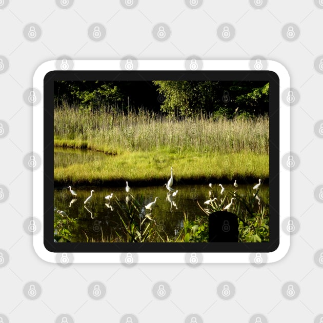 Great Egrets in the Marsh Magnet by H. R. Sinclair