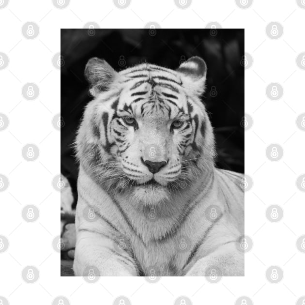 White Tiger 2 by LeanneAllen