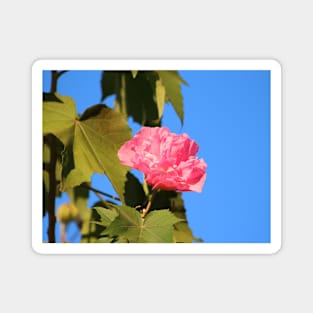 One Pink Flower Magnet