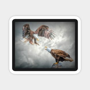 Squabbling Eagles Magnet