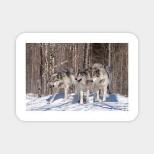 Timber wolves in winter Magnet