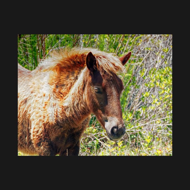 Portrait of an Assateague Pony Foal by Swartwout