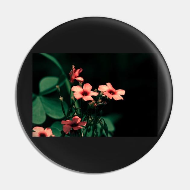 Clovers, night shot of Clover blossoming flowers Pin by KINKDesign