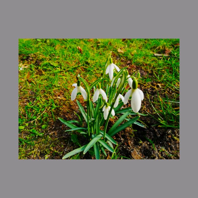 Beautiful Snowdrops In The Grass Fields by colorful444